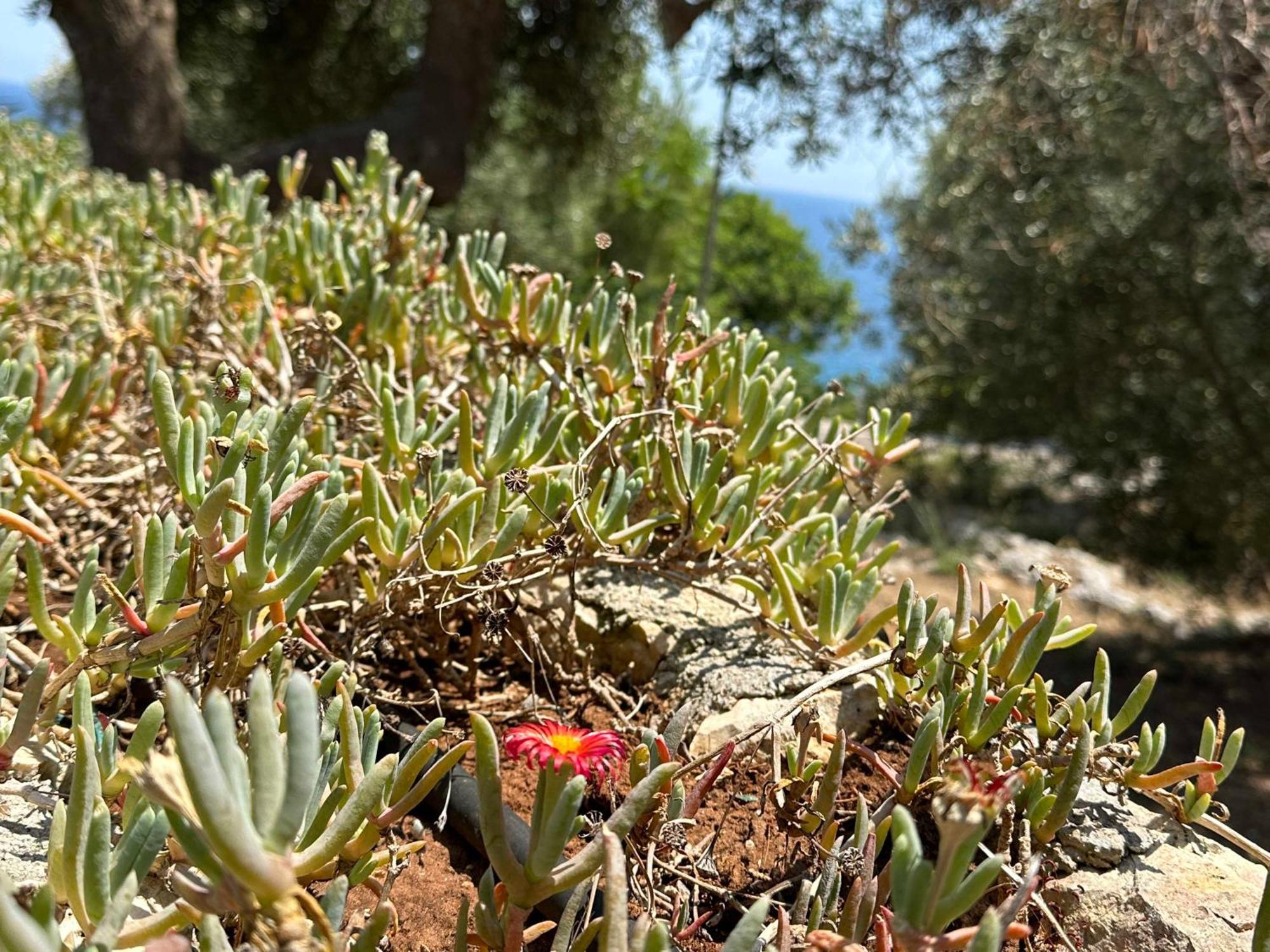 Villetta Dagre Fronte Mare Marittima Esterno foto