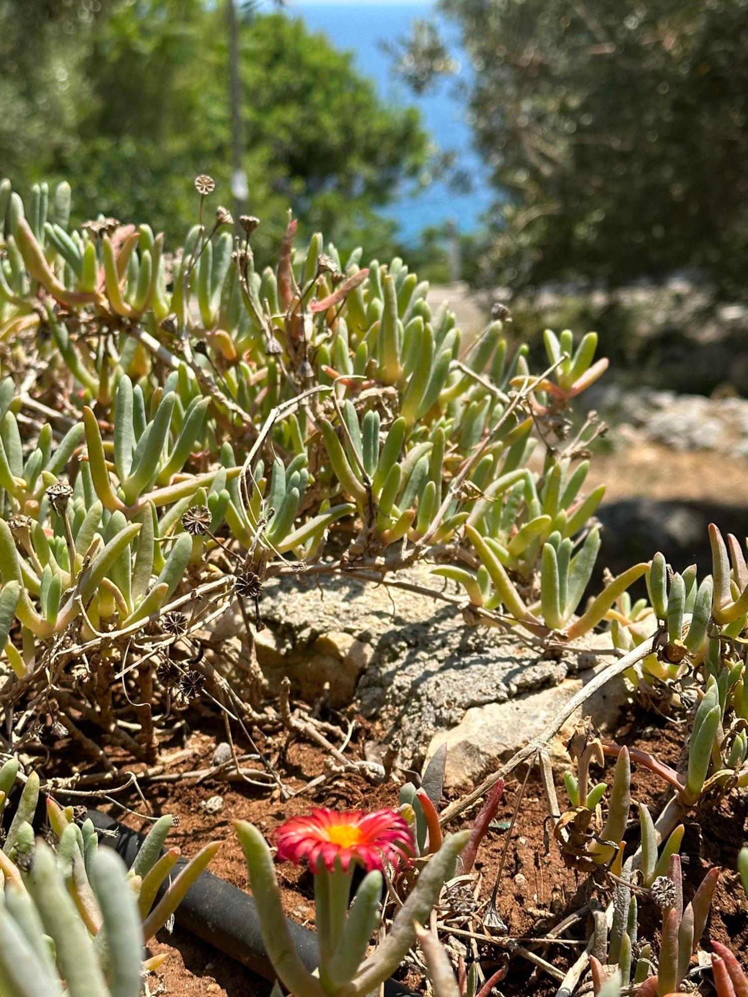 Villetta Dagre Fronte Mare Marittima Esterno foto